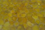 Yellow Jadeite