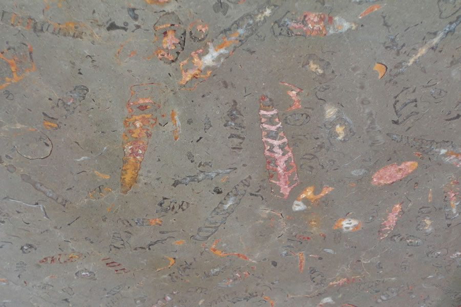Sheel Fossil